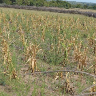 Angola Drought Relief